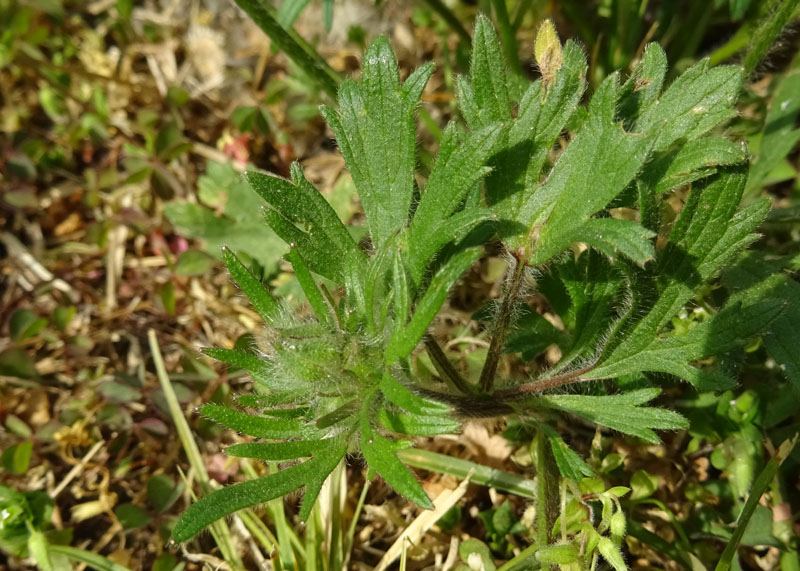 Ranunculus bulbosus - Ranunculaceae